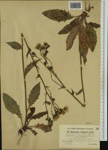 Hieracium maculatum subsp. approximatum (Jord.) Zahn, Западная Европа (EUR) (Германия)