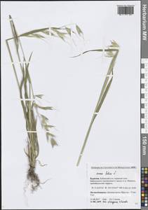 Овес пустой, Овсюг L., Сибирь, Прибайкалье и Забайкалье (S4) (Россия)