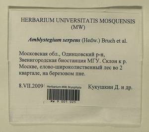 Amblystegium serpens (Hedw.) Schimp., Гербарий мохообразных, Мхи - Москва и Московская область (B6a) (Россия)
