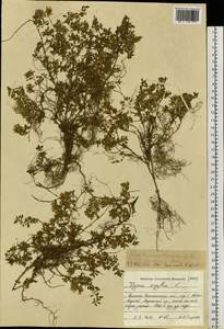 Чабрец, Сибирь, Западный (Казахстанский) Алтай (S2a) (Казахстан)