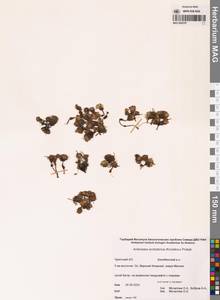 Проломник Бунге Schischk. & Bobrov, Сибирь, Чукотка и Камчатка (S7) (Россия)