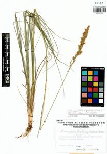 Вейник прямой (Timm) Koeler, Сибирь, Прибайкалье и Забайкалье (S4) (Россия)