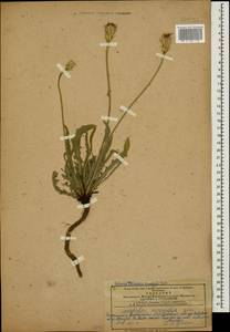 Кульбаба сильношероховатая (Willd.) Boiss. ex Ball, Кавказ, Азербайджан (K6) (Азербайджан)