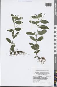 Epilobium amurense subsp. cephalostigma (Hausskn.) C. J. Chen, Hoch & P. H. Raven, Сибирь, Дальний Восток (S6) (Россия)