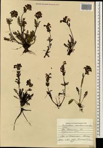 Мытник Нордманна Bunge, Кавказ, Южная Осетия (K4b) (Южная Осетия)