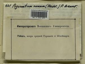 Pogonatum nanum (Hedw.) P. Beauv., Гербарий мохообразных, Мхи - Западная Европа (BEu) (Неизвестно)