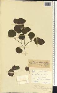 Flemingia faginea (Guill. & Perr.)Baker, Африка (AFR) (Мали)