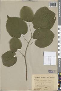 Липа Круаза Chun & H. D. Wong, Кавказ, Ставропольский край, Карачаево-Черкесия, Кабардино-Балкария (K1b) (Россия)