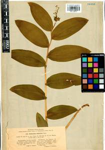 Майник даурский (Turcz. ex Fisch. & C.A.Mey.) LaFrankie, Сибирь, Прибайкалье и Забайкалье (S4) (Россия)