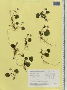 Фиалка лысая Ledeb., Восточная Европа, Центральный район (E4) (Россия)