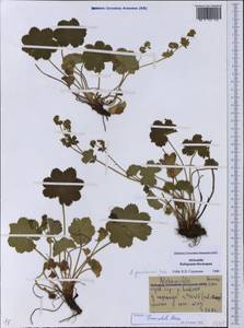 Alchemilla truncatula, Кавказ, Ставропольский край, Карачаево-Черкесия, Кабардино-Балкария (K1b) (Россия)