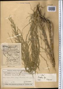 Artemisia oliveriana J. Gay ex DC., Средняя Азия и Казахстан, Муюнкумы, Прибалхашье и Бетпак-Дала (M9) (Казахстан)