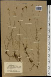 Осока ранняя Schreb., Восточная Европа, Южно-Украинский район (E12) (Украина)