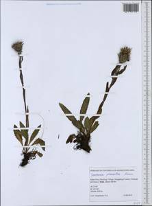 Saussurea phaeantha Maxim., Зарубежная Азия (ASIA) (КНР)