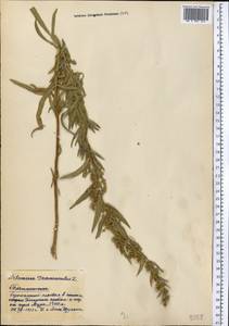 Полынь эстрагон L., Средняя Азия и Казахстан, Памир и Памиро-Алай (M2) (Таджикистан)