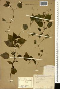 Circaea ×intermedia Ehrh., Кавказ, Краснодарский край и Адыгея (K1a) (Россия)