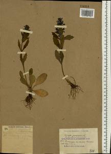 Живучка женевская L., Восточная Европа, Южно-Украинский район (E12) (Украина)