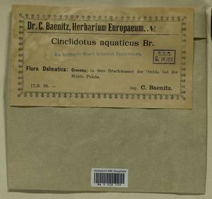 Cinclidotus aquaticus (Hedw.) Bruch & Schimp., Гербарий мохообразных, Мхи - Западная Европа (BEu) (Хорватия)