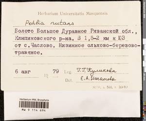 Pohlia nutans (Hedw.) Lindb., Гербарий мохообразных, Мхи - Центральное Нечерноземье (B6) (Россия)