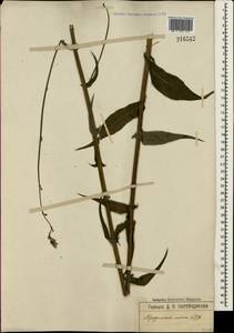 Lactuca quercina subsp. quercina, Крым (KRYM) (Россия)