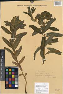 Euphorbia austriaca A.Kern., Западная Европа (EUR) (Австрия)