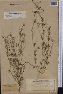 Vicia parviflora Cav., Западная Европа (EUR) (Франция)