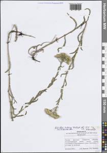 Тысячелистник щетинистый, Чихотник щетинистый Waldst. & Kit., Восточная Европа, Средневолжский район (E8) (Россия)