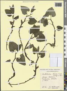 Кирказон грузинский Fisch. & C.A.Mey. ex Boiss., Кавказ, Грузия (K4) (Грузия)