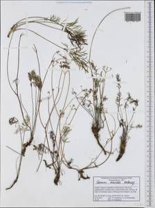 Carum meoides (Griseb.) Halácsy, Западная Европа (EUR) (Северная Македония)