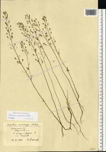 Camelina microcarpa subsp. pilosa (DC.) Jáv., Восточная Европа, Западный район (E3) (Россия)