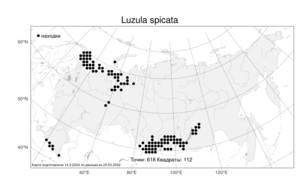 Luzula spicata, Ожига колосистая (L.) DC., Атлас флоры России (FLORUS) (Россия)