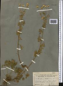 Tanacetum partheniifolium (Willd.) Sch. Bip., Средняя Азия и Казахстан, Памир и Памиро-Алай (M2) (Таджикистан)