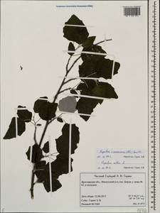 Populus × canescens (Aiton) Sm., Восточная Европа, Центральный лесной район (E5) (Россия)