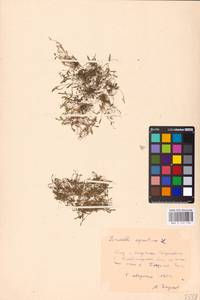 MHA 0 159 730, Лужница водяная L., Восточная Европа, Центральный район (E4) (Россия)