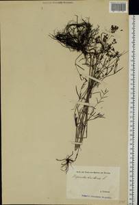 Asperula tinctoria L., Восточная Европа, Эстония (E2c) (Эстония)