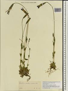 Gentianopsis paludosa (Munro ex J. D. Hook.) Ma, Зарубежная Азия (ASIA) (КНР)