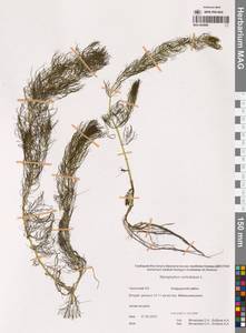 Уруть мутовчатая L., Сибирь, Чукотка и Камчатка (S7) (Россия)