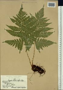 Dryopteris dilatata subsp. dilatata, Восточная Европа, Центральный район (E4) (Россия)