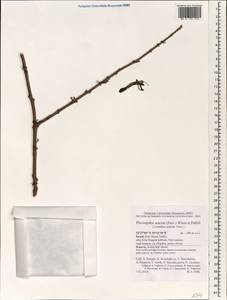 Plicosepalus acaciae (Zucc.) D. Wiens & R.M. Polhill, Зарубежная Азия (ASIA) (Израиль)