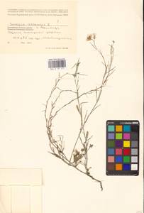 Rhamphospermum arvense (L.) Andrz. ex Besser, Восточная Европа, Северный район (E1) (Россия)