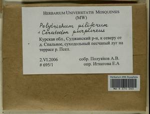 Polytrichum piliferum Hedw., Гербарий мохообразных, Мхи - Центральное Черноземье (B10) (Россия)