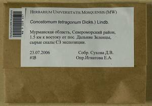 Conostomum tetragonum (Hedw.) Lindb., Гербарий мохообразных, Мхи - Карелия, Ленинградская и Мурманская области (B4) (Россия)