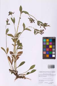 Silene dioica subsp. dioica, Восточная Европа, Московская область и Москва (E4a) (Россия)