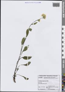 Solidago virgaurea subsp. lapponica (With.) Tzvelev, Сибирь, Центральная Сибирь (S3) (Россия)