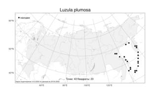 Luzula plumosa, Ожика оперенная E. Mey., Атлас флоры России (FLORUS) (Россия)