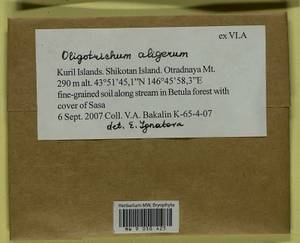 Oligotrichum aligerum Mitt., Гербарий мохообразных, Мхи - Дальний Восток (без Чукотки и Камчатки) (B20) (Россия)