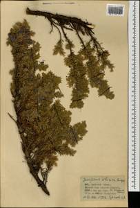 Можжевельник скальный Pall., Монголия (MONG) (Монголия)