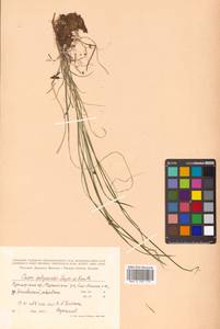 Осока сабинская (Less. ex Kunth) Kük., Сибирь, Дальний Восток (S6) (Россия)