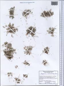 Спорыш моллиевидный Boiss., Средняя Азия и Казахстан, Памир и Памиро-Алай (M2) (Таджикистан)