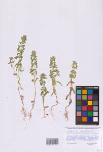 Железница горная L., Восточная Европа, Восточный район (E10) (Россия)